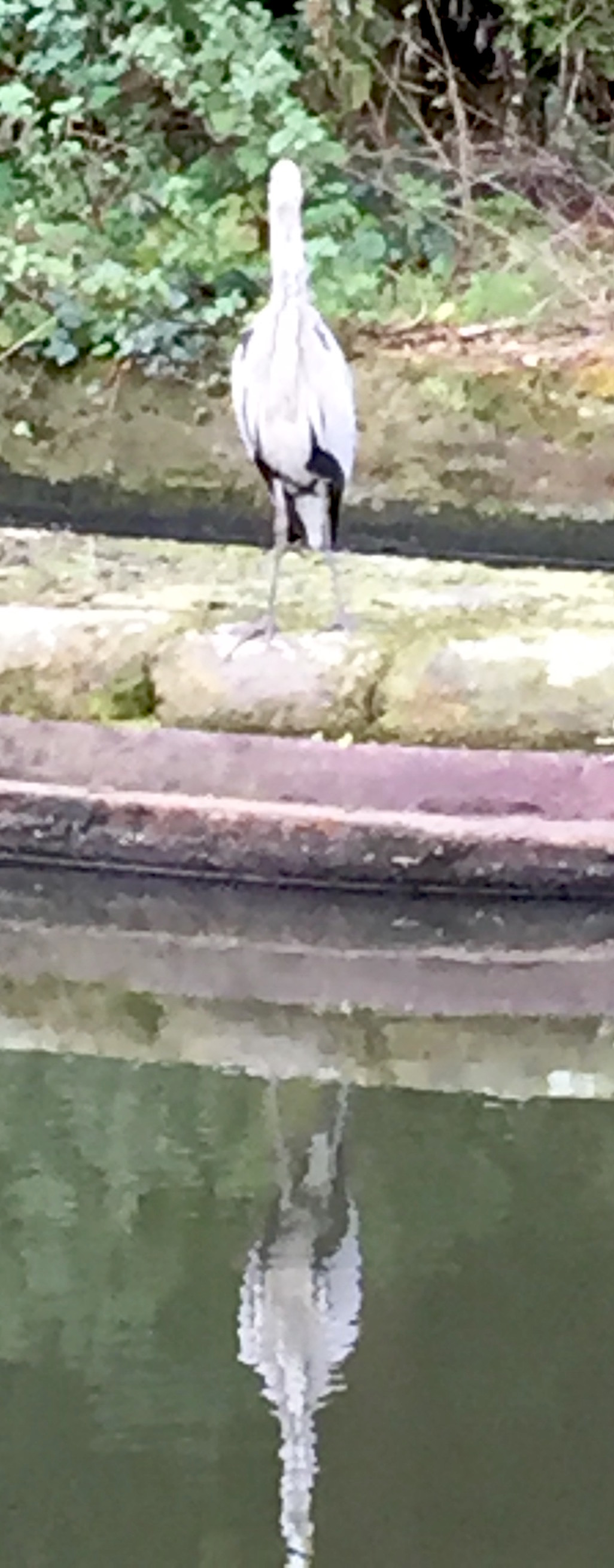 A heron fishing on the Birmingham main line canal