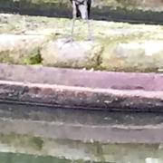 A heron fishing on the Birmingham main line canal